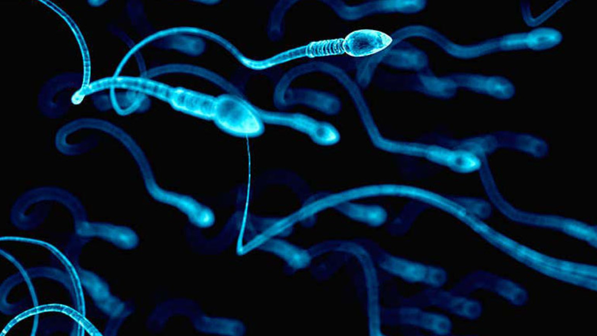 Пилотное исследование: секвенирование следующего поколения микробиома спермы у мужчин, прошедших вазэктомию и не прошедших вазэктомию