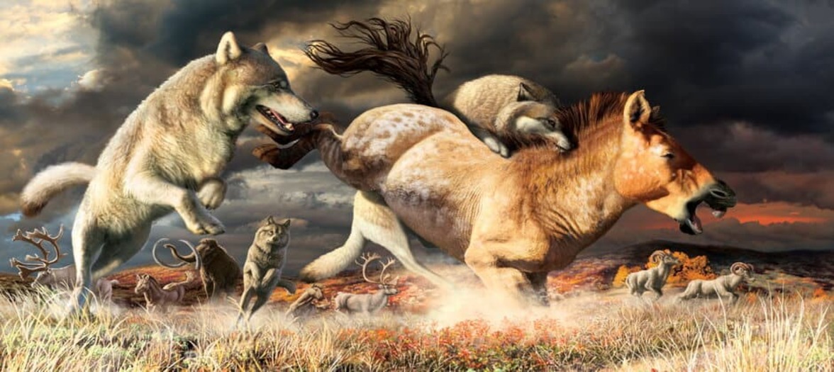 Токсоплазмоз повышает вероятность того, что волки станут вожаками стаи