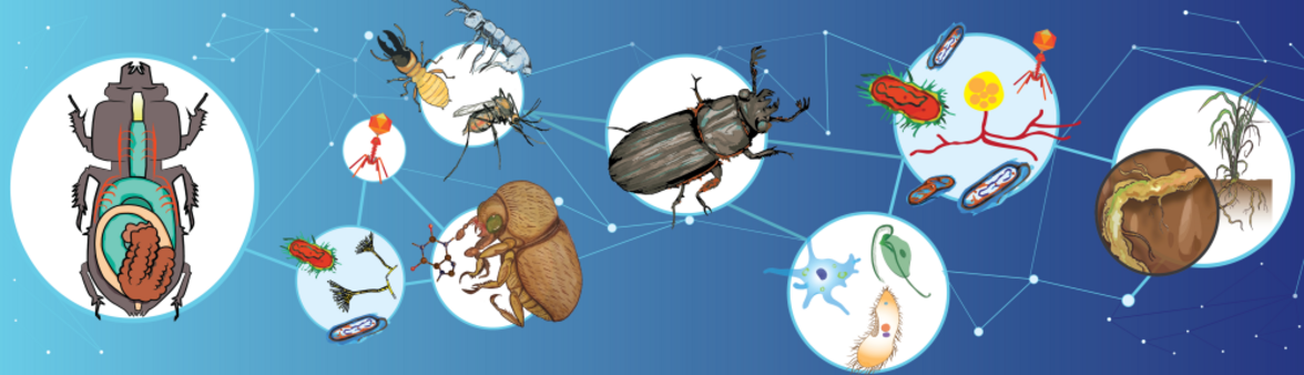 Исследование микробиома насекомых: потенциальная роль в будущем в биотехнологической промышленности