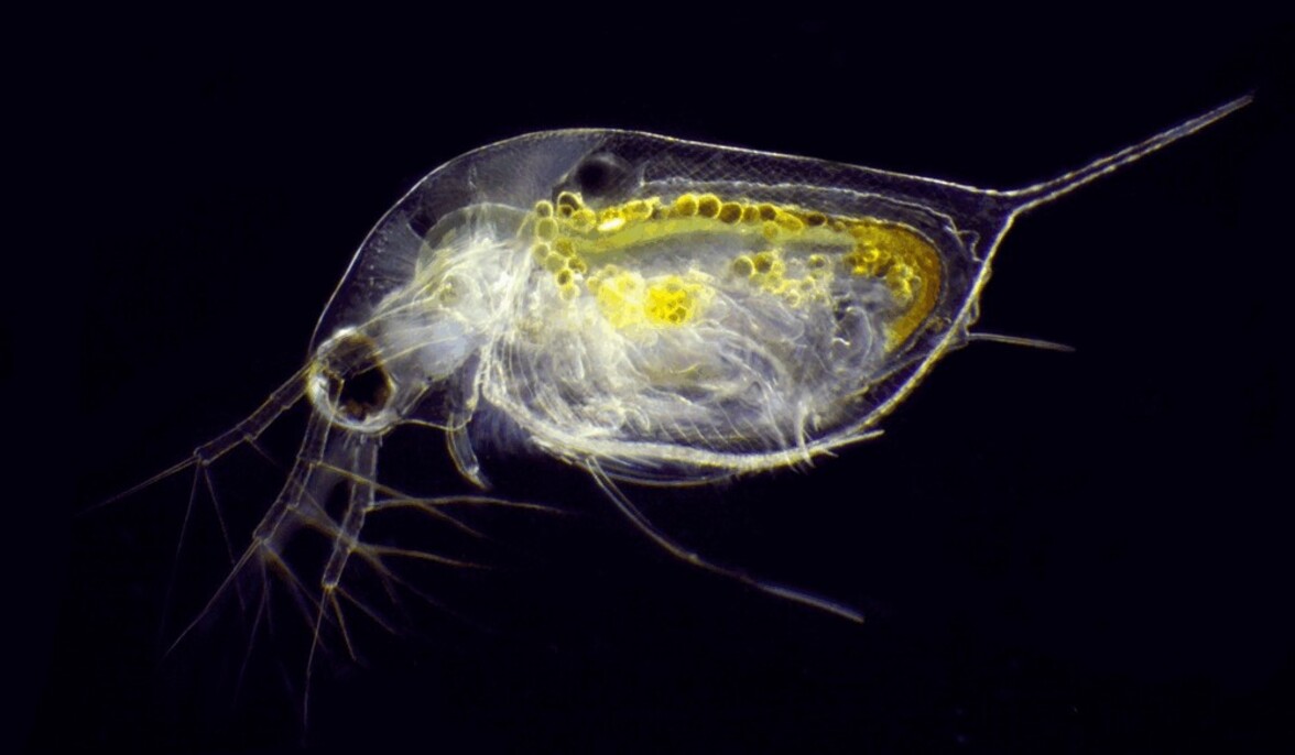 Экологическая РНК обнаруживает тепловой стресс у водяных блох