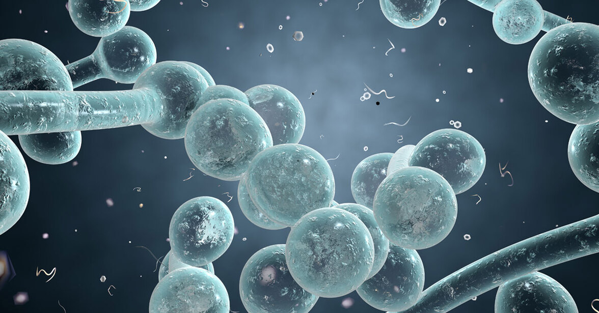 Изучение ответа микобиоты кишечника на терапию β-лактамными антибиотиками