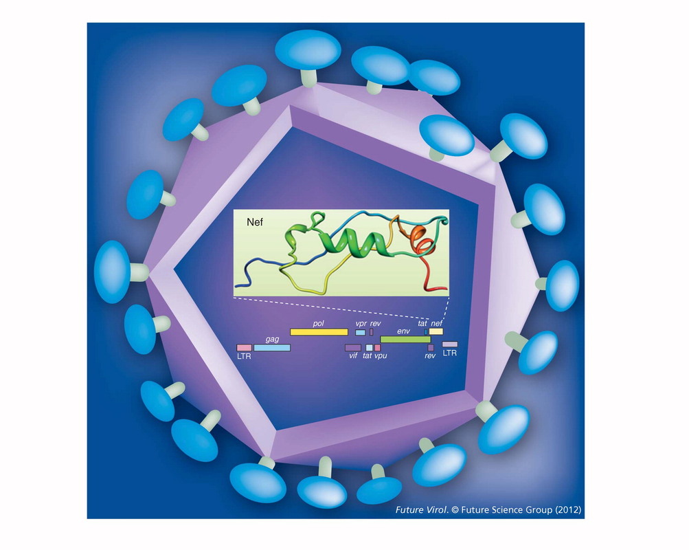 Хроническое воспаление у ВИЧ-инфицированных людей объясняет вирусный белок