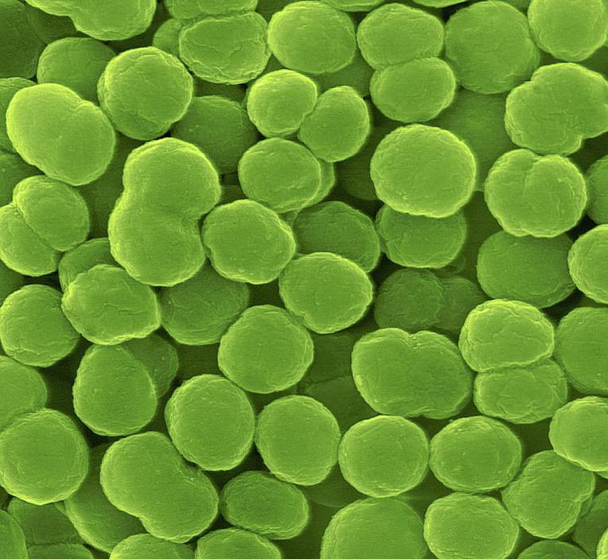 Бактерии, «питающиеся» метанолом, дадут новый импульс развития технологий производства кормового белка