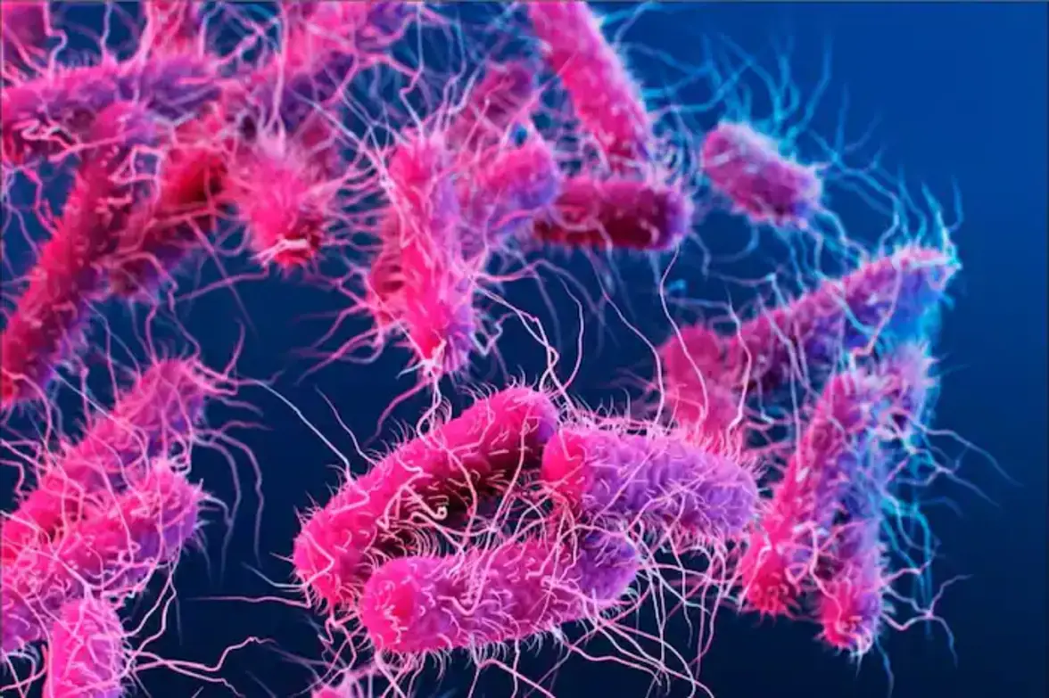 Раскрыта новая роль малых РНК в инфекциях Salmonella