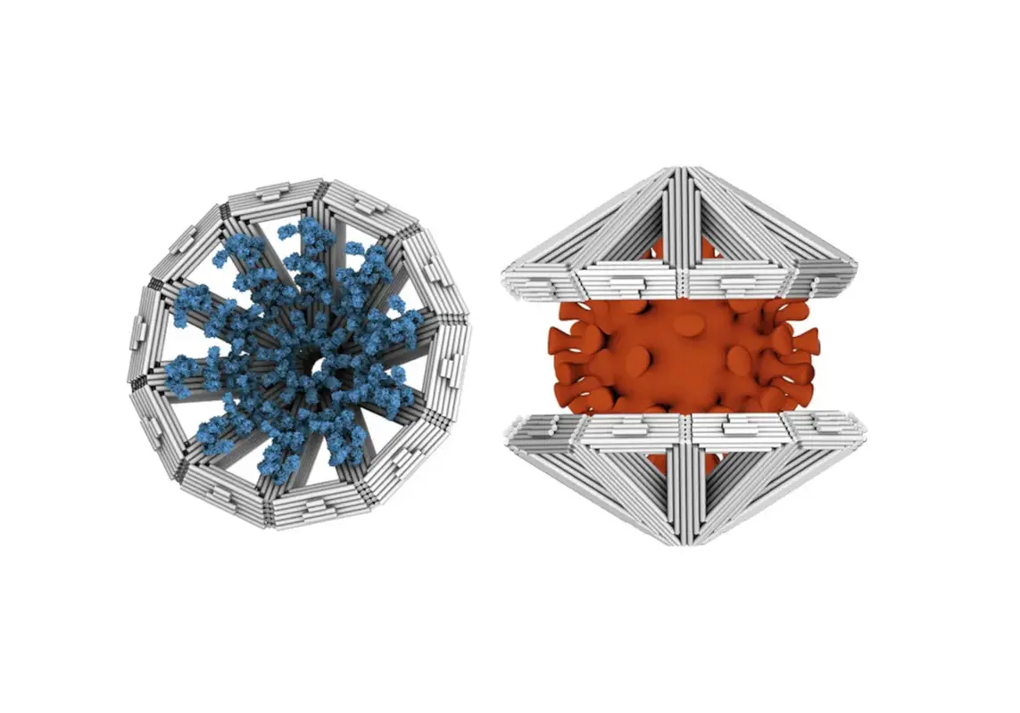 ДНК-ловушки "оригами" могут удерживать крупные вирусы от инфицирования клеток