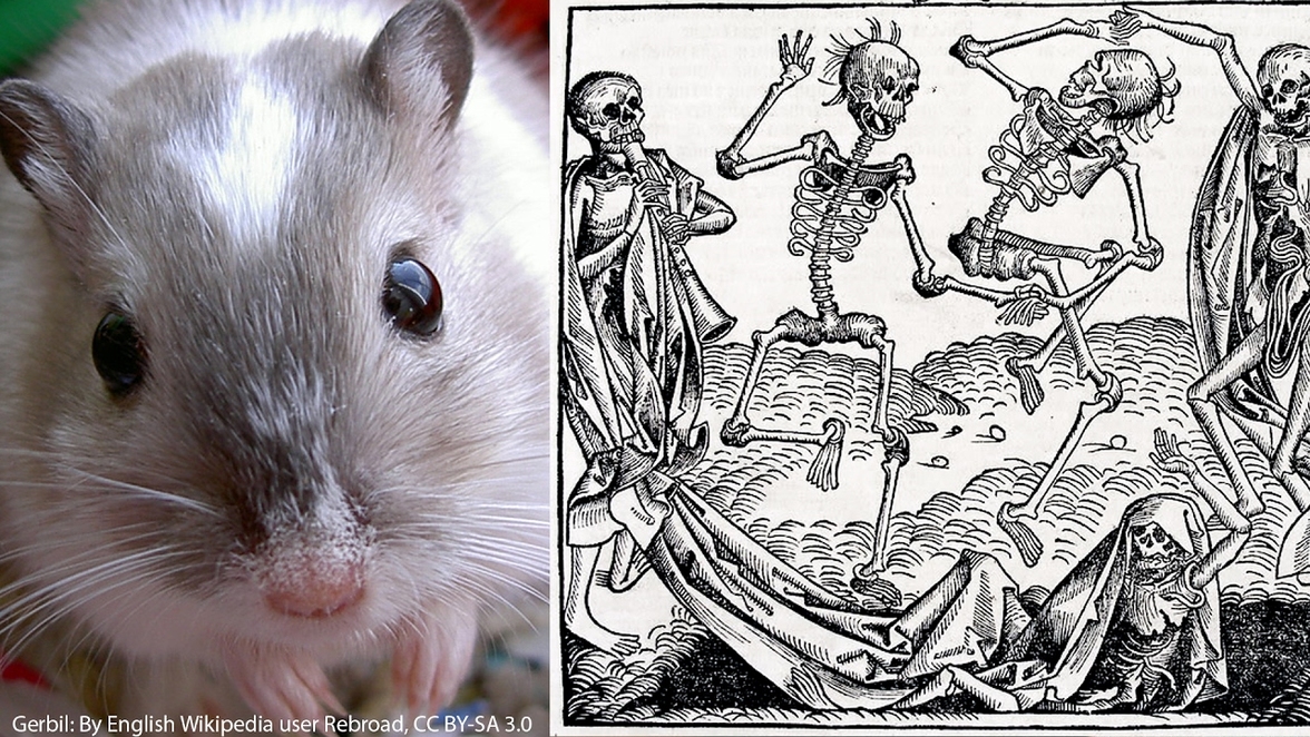 Возможно, крысы все-таки не распространяли "черную смерть", свидетельствуют новые данные