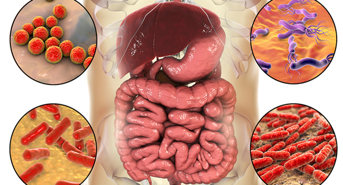 Перекрестное взаимодействие треугольника: кишечная микробиота, иммунные реакции и метаболизм