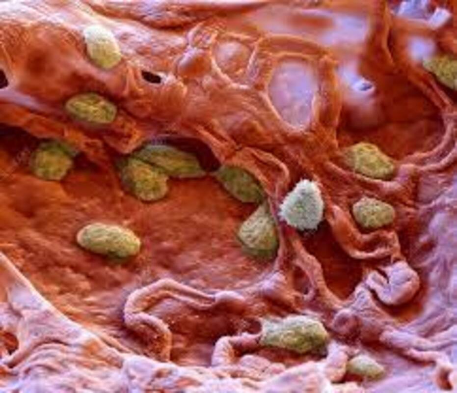 Как встреча с вирусом обучает иммунную систему человека