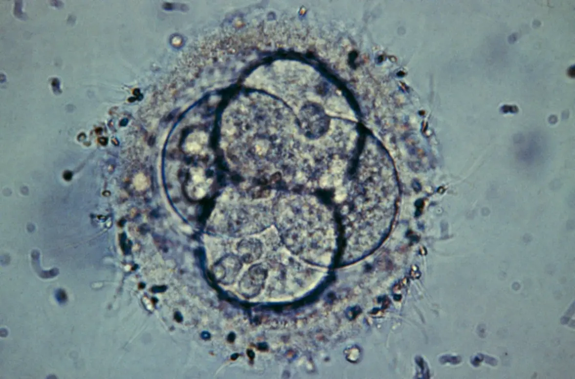 Как продвигается редактирование генома человека после скандала с CRISPR-детьми