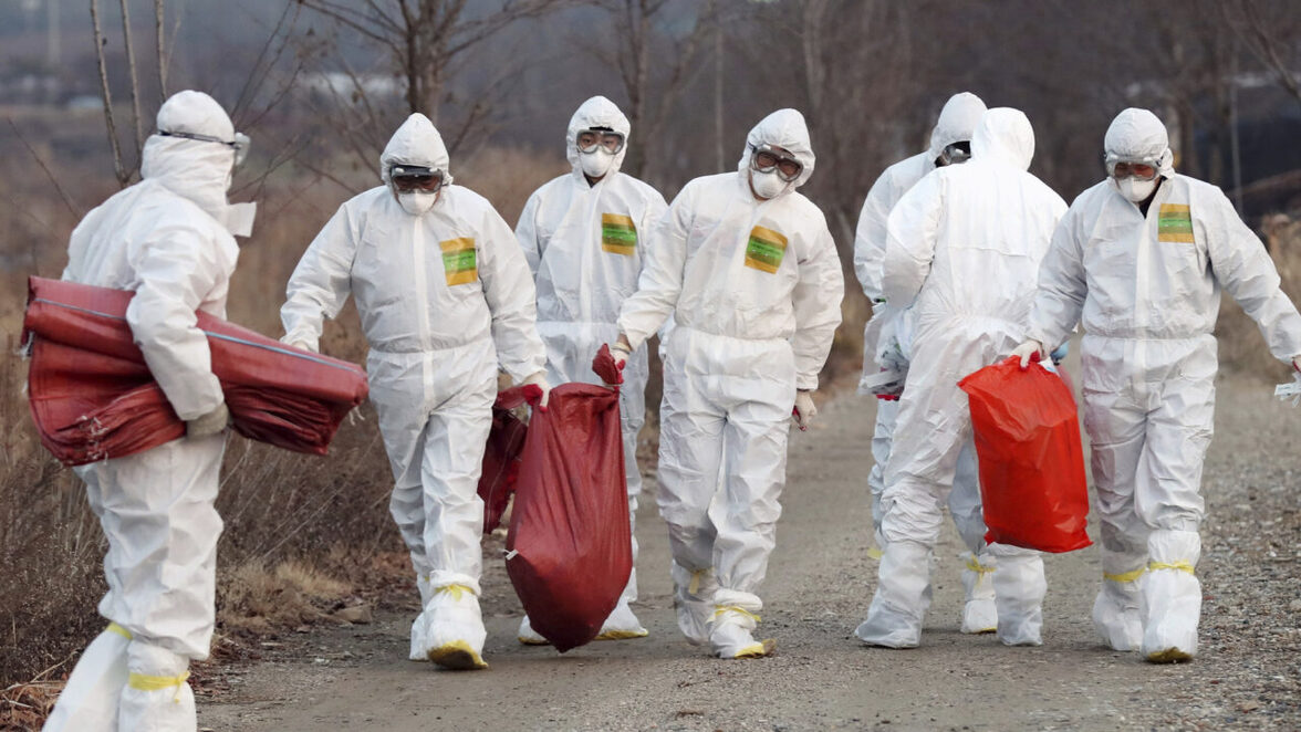 Как предотвратить перерастание вспышки птичьего гриппа в пандемию