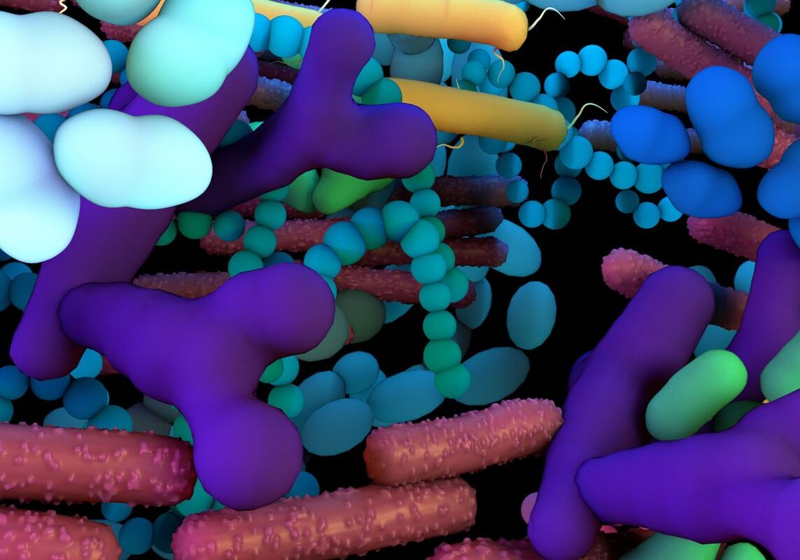 Микробиота кишечника способствует регенерации дистальных тканей