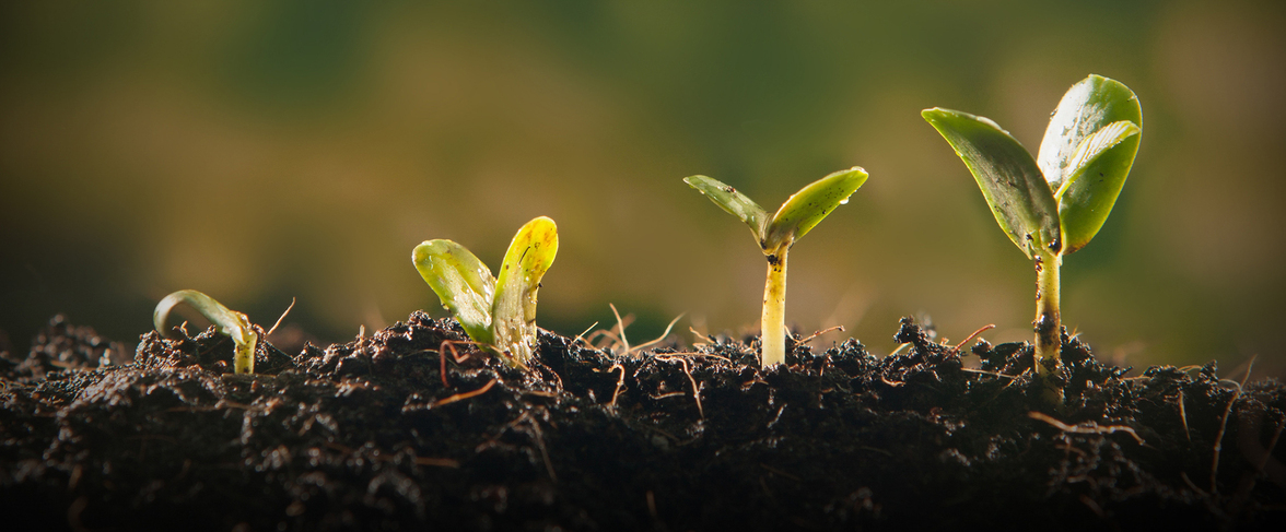 Бактерии, стимулирующие рост растений, как ключевой инструмент для будущего сельского хозяйства: агрономические, молекулярные и омические подходы