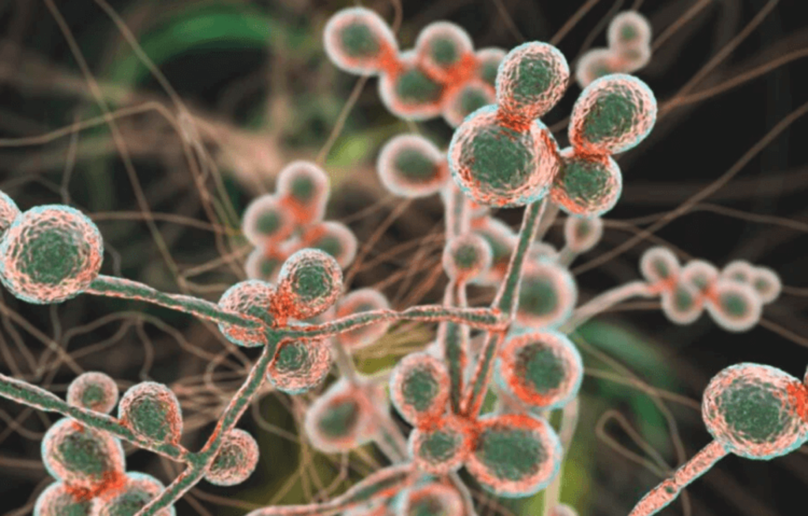 Candida auris ускользает от врожденного иммунитета посредством метаболического перепрограммирования