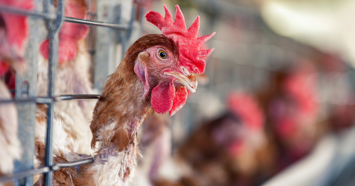 От плохого к худшему. Как должен измениться птичий грипп, прежде чем он сможет вызвать пандемию среди людей