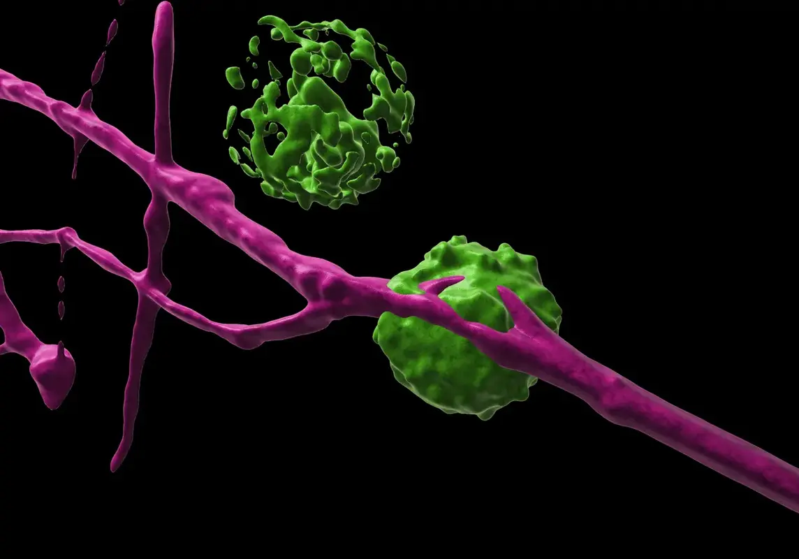 Как клетки кожи объединяются для борьбы с патогенами