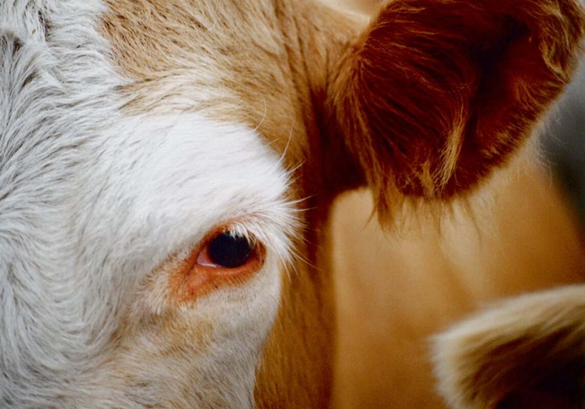 Вирус коровьего гриппа может заразить человека: что известно на сегодняшний день