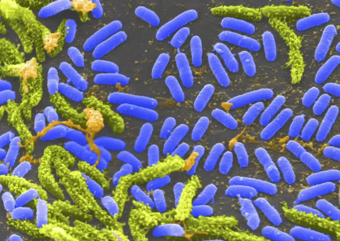 Биотрансформации с использованием морских микроорганизмов и их ферментов