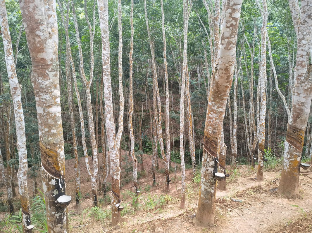 Близится грибковый апокалипсис?