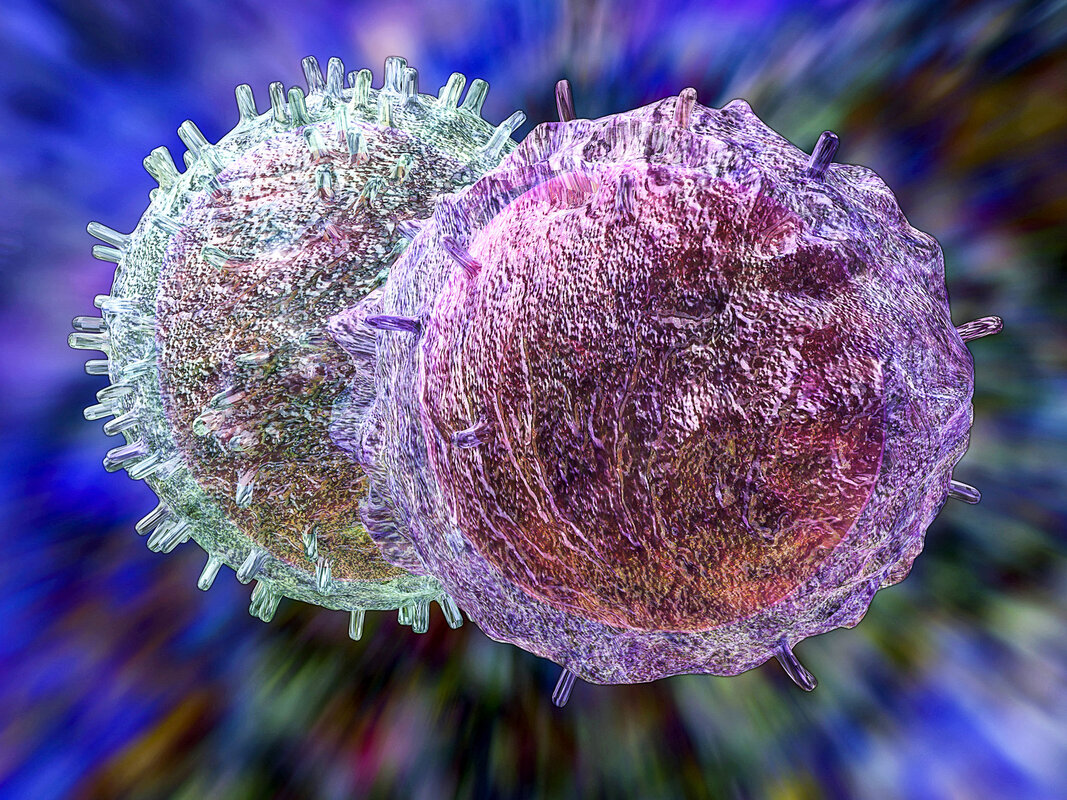 Понимание иммунологической памяти