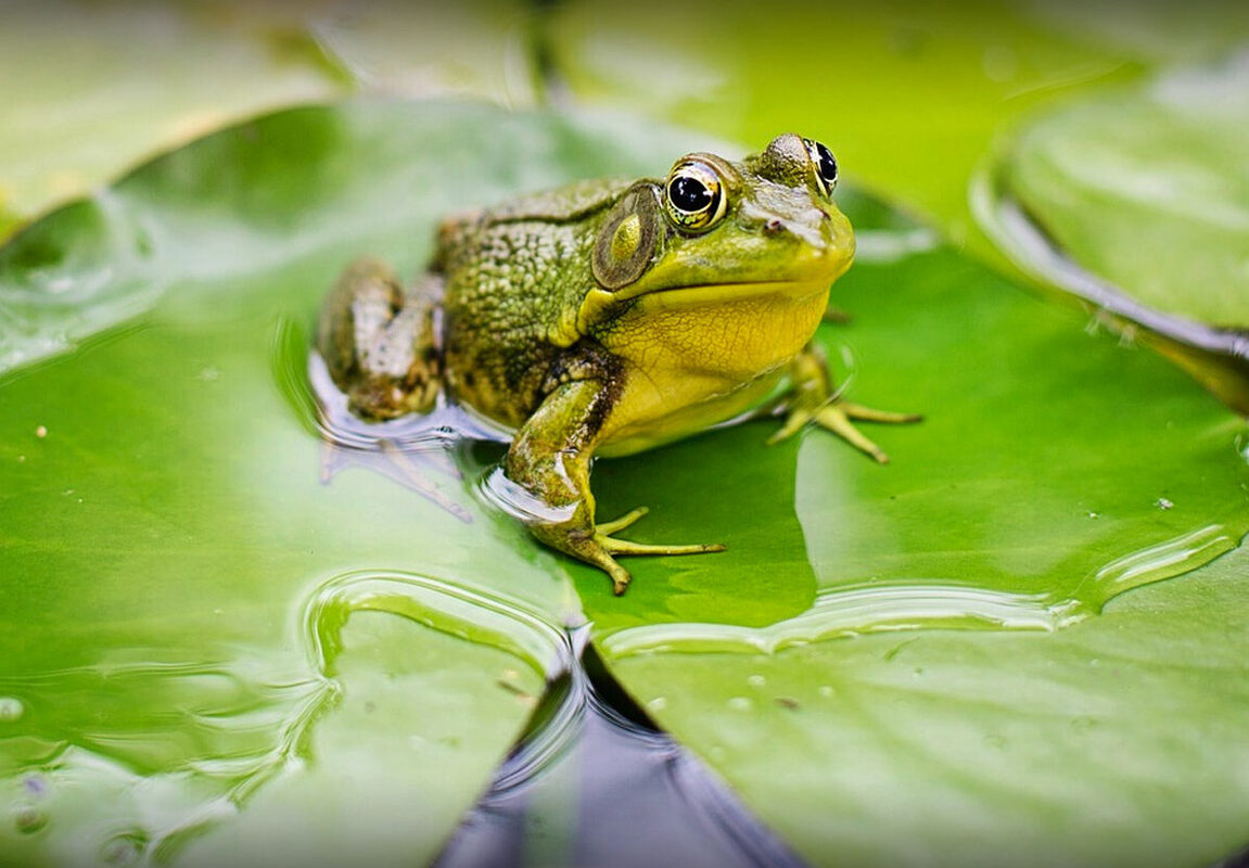 Микробиомы лягушек хорошо реагируют на вакцину против смертельного грибка