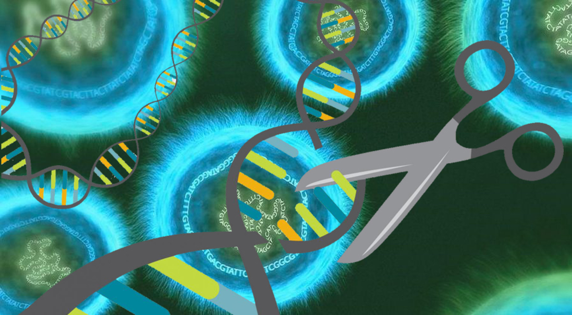 Новый набор плазмид упростит генетическую модификацию метилотрофных дрожжей