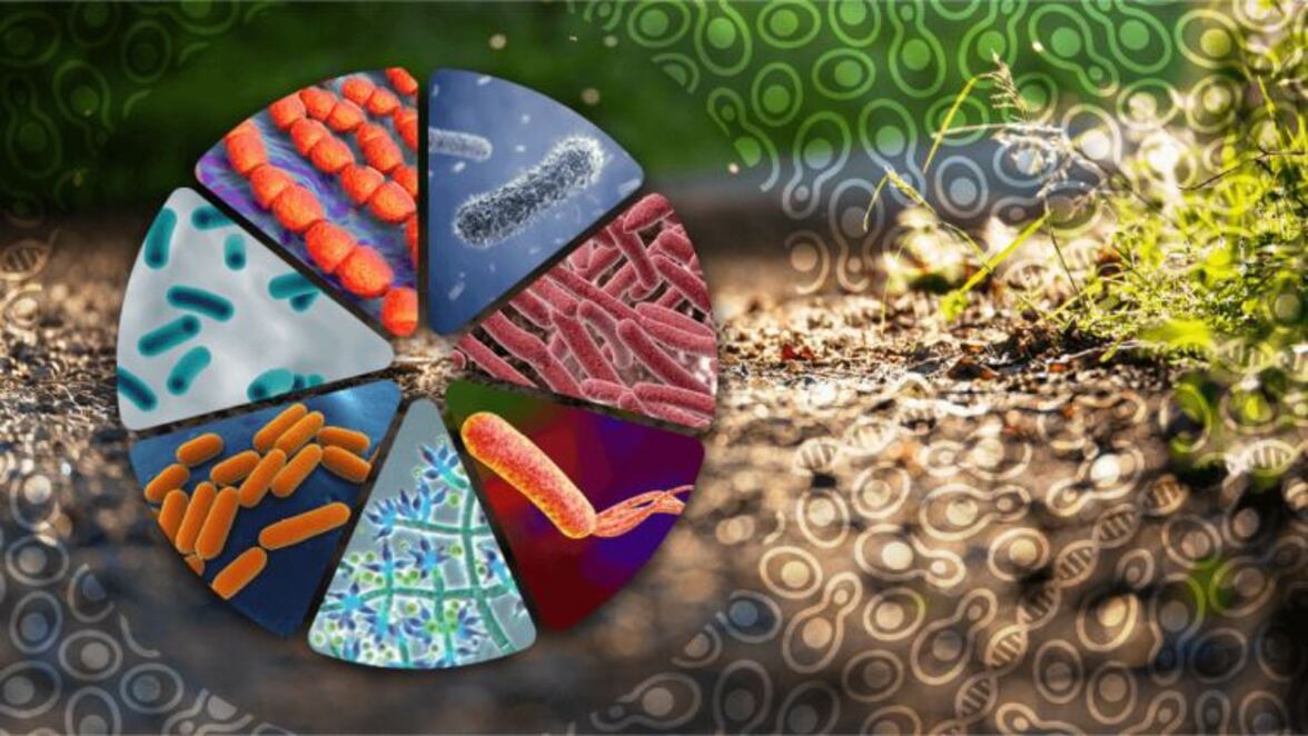 Новые исследования метаболитов, секретируемых грамположительными бактериями