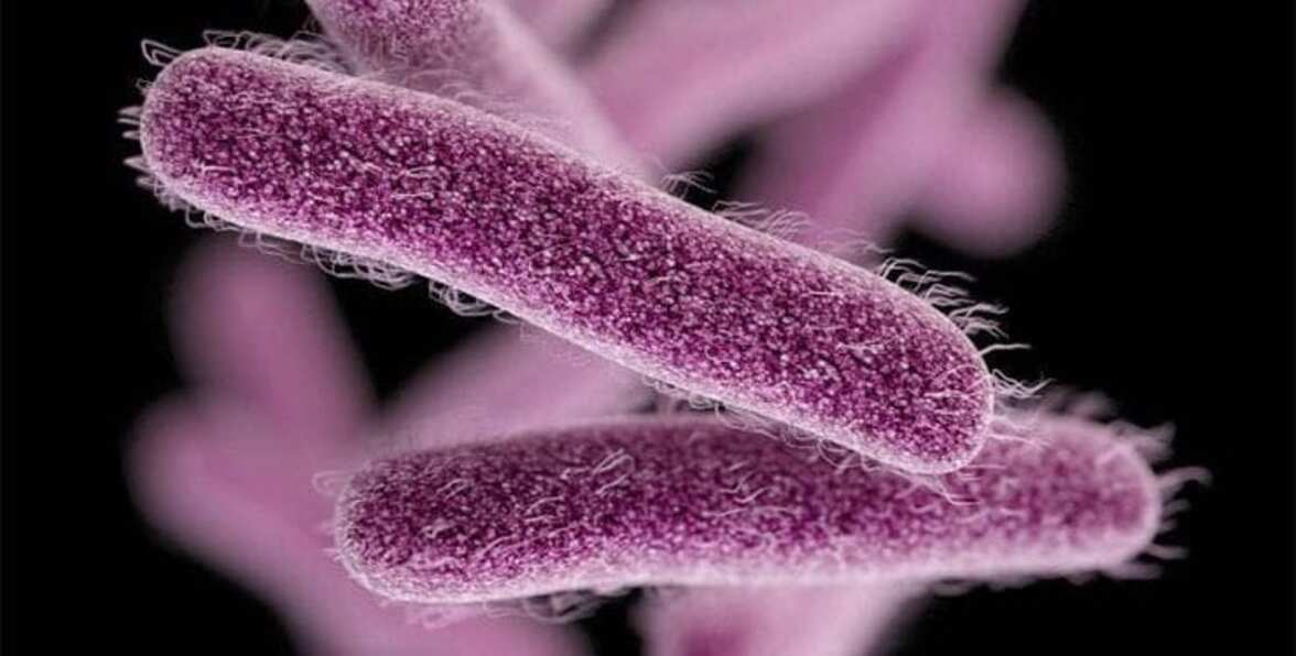 Шигеллы с широкой лекарственной резистентностью