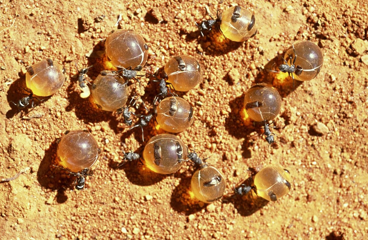 Австралийский муравьиный мед подавляет патогенные микроорганизмы