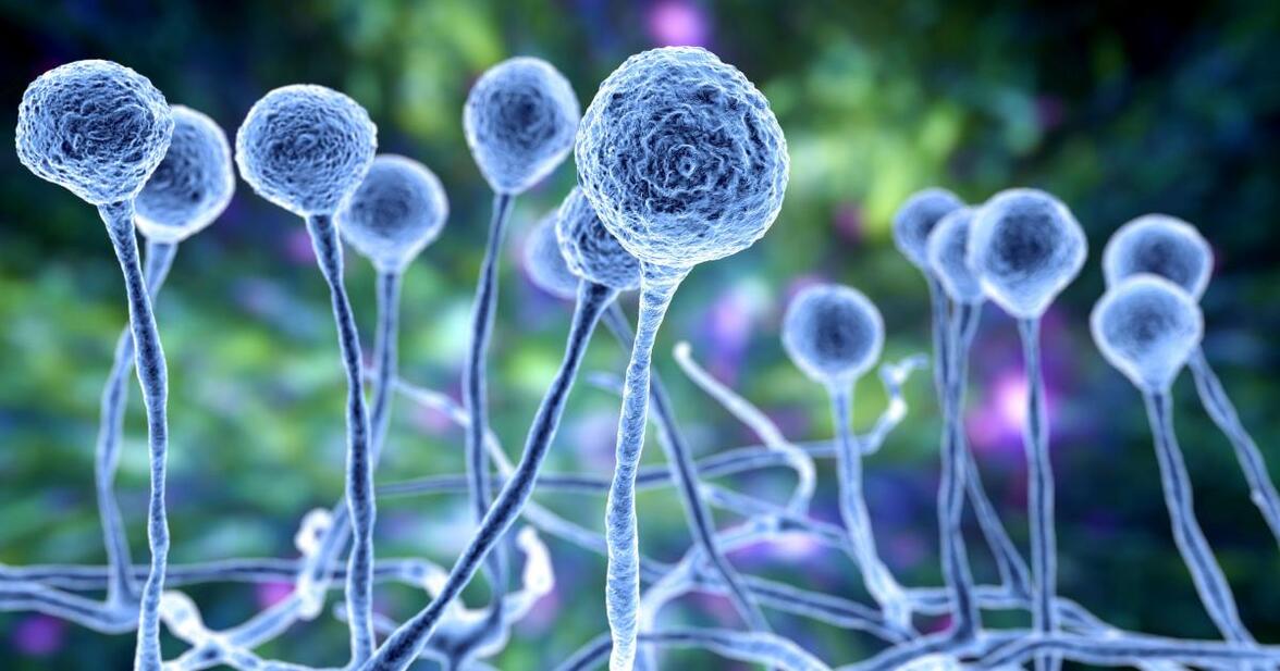 Перспективные препараты для лечения инвазивных грибковых инфекций