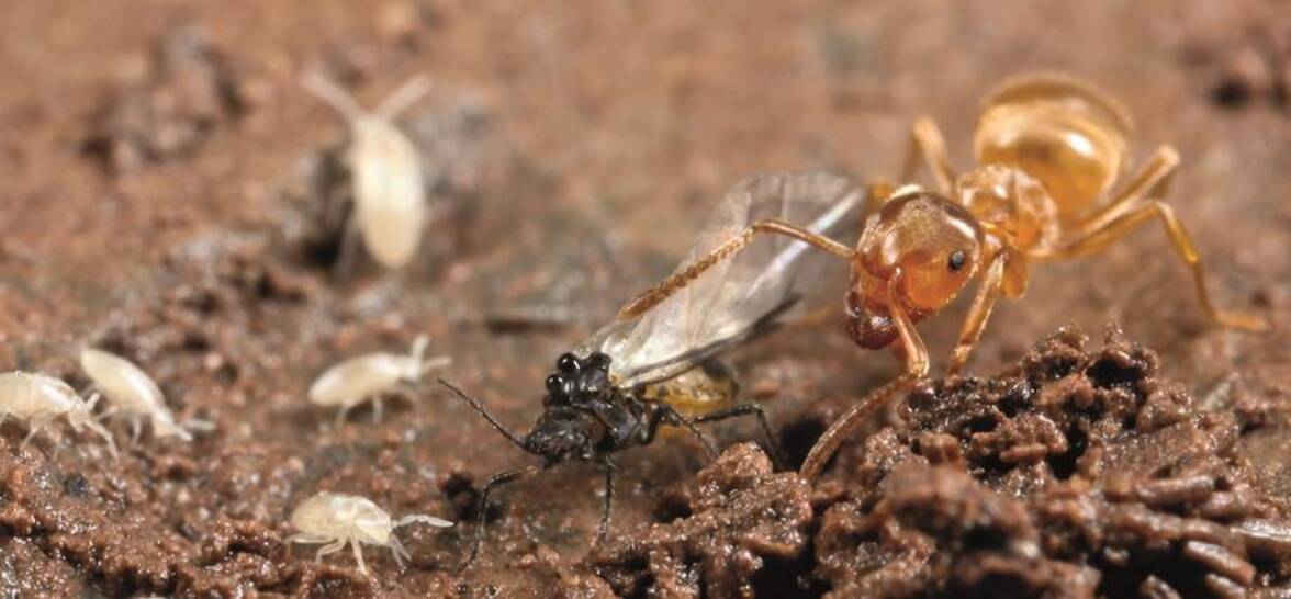 В почве обитает более половины видов живых организмов Земли, показало исследование