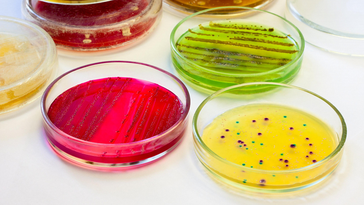 На разработку питательных сред выделят субсидии