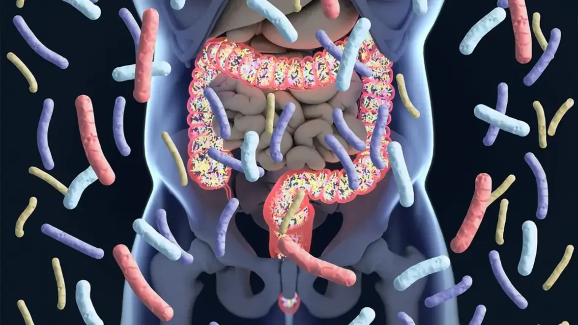 Потенциал мероприятий по перепрограммированию микробиоты кишечника, направленных на предотвращение возникновения и прогрессирования сердечно-сосудистых заболеваний