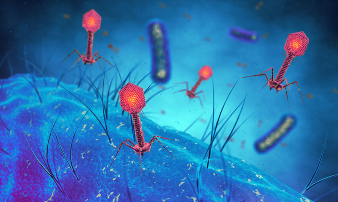 Бактериофаги в борьбе с патогенными микроорганизмами пищевого происхождения