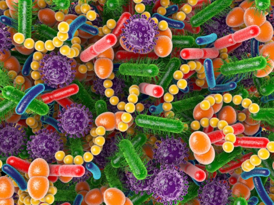 Углеводный метаболизм микроорганизмов кишечника способствует развитию инсулинорезистентности