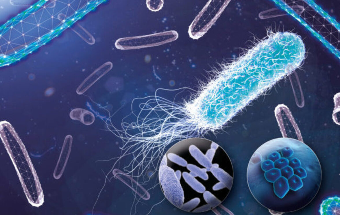 Металлосидеромицин как двухфункциональный комплекс для борьбы с антимикробной резистентностью