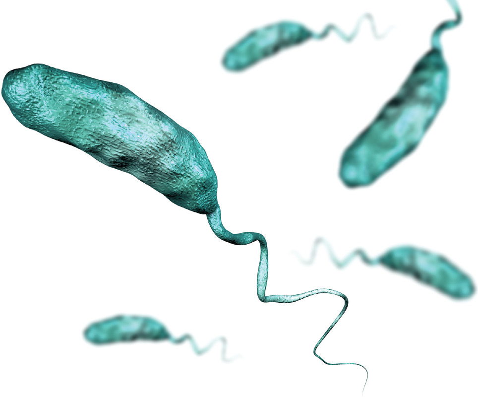 Молчащие флагеллины