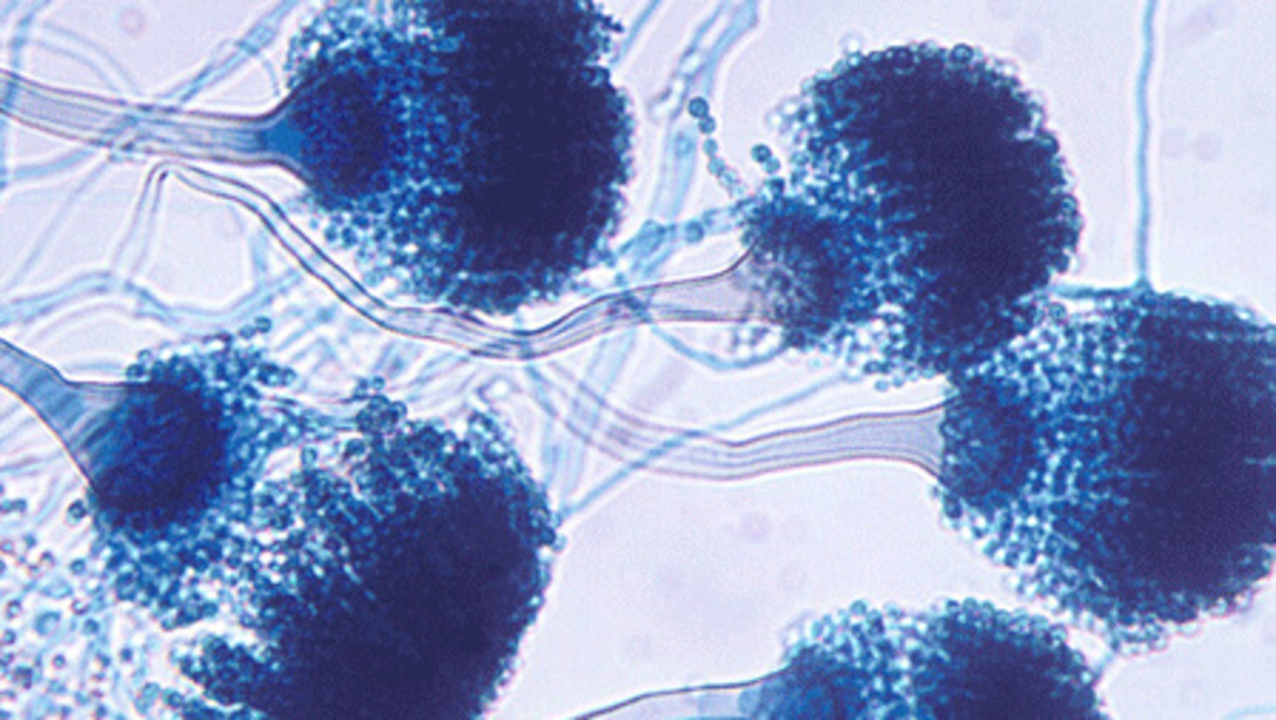 Aspergillus fumigatus полностью перестраивает свой геном после одного цикла размножения