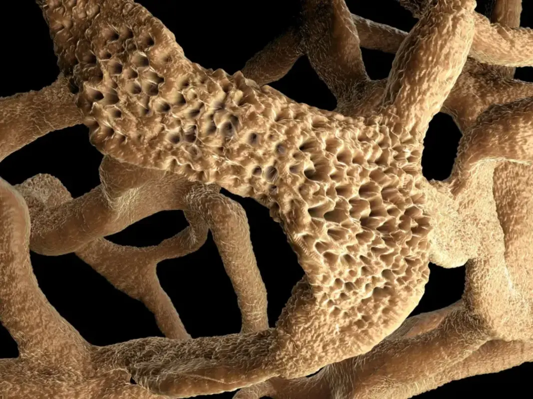 Исследование обнаружило связь между микробиомом кишечника и плотностью костной ткани
