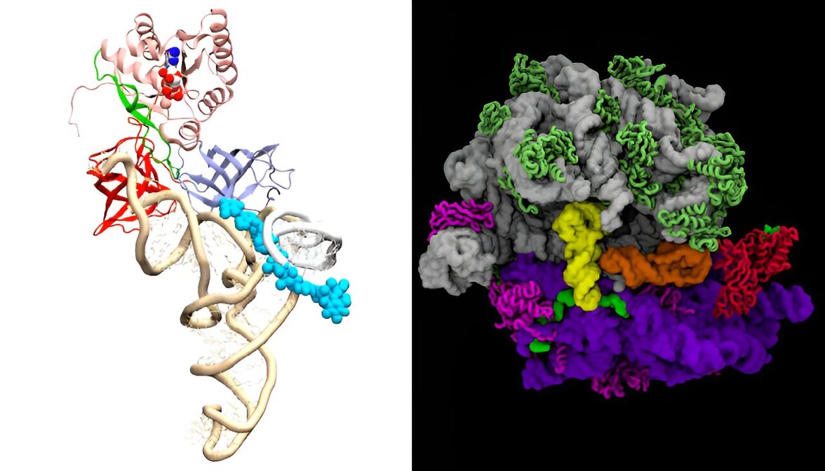 Компьютерное моделирование позволяет решить проблему лекарственно-резистентных бактерий