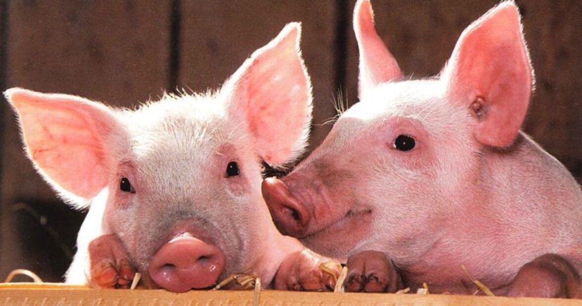 Тонкая настройка регуляции mcr-1 повышает приспособленность бактерий и стабилизирует резистентность к антибиотикам в сельском хозяйстве