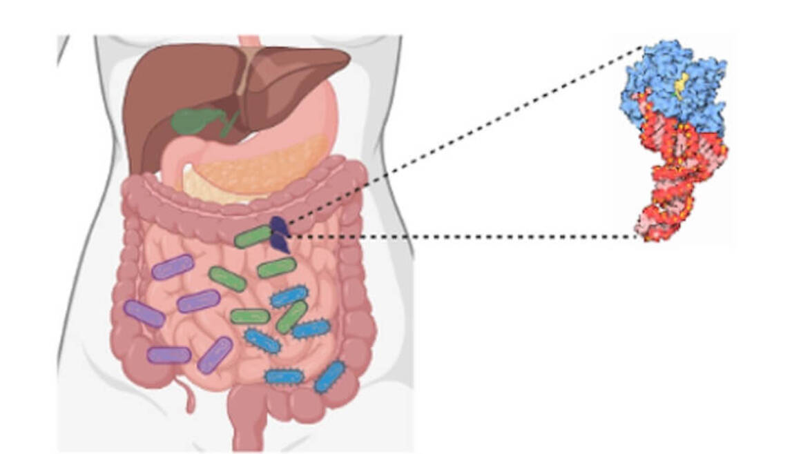 Влияние белков на микробиом кишечника