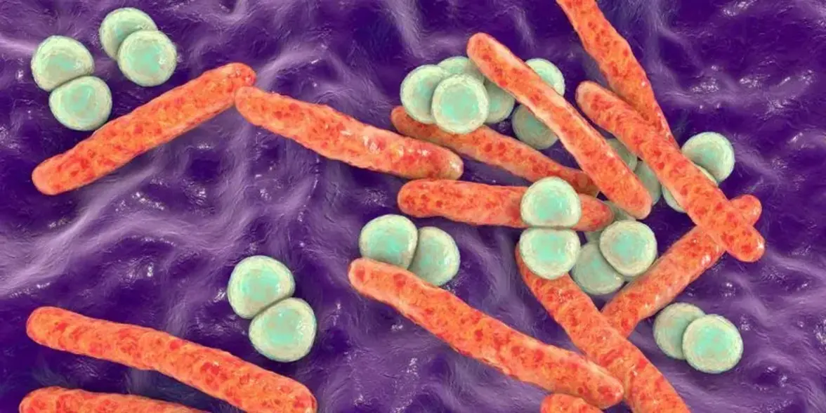 Мультирезистентные E. coli, кодирующие высокое генетическое разнообразие генов углеводного обмена, вытесняют комменсальные E. coli из кишечного тракта