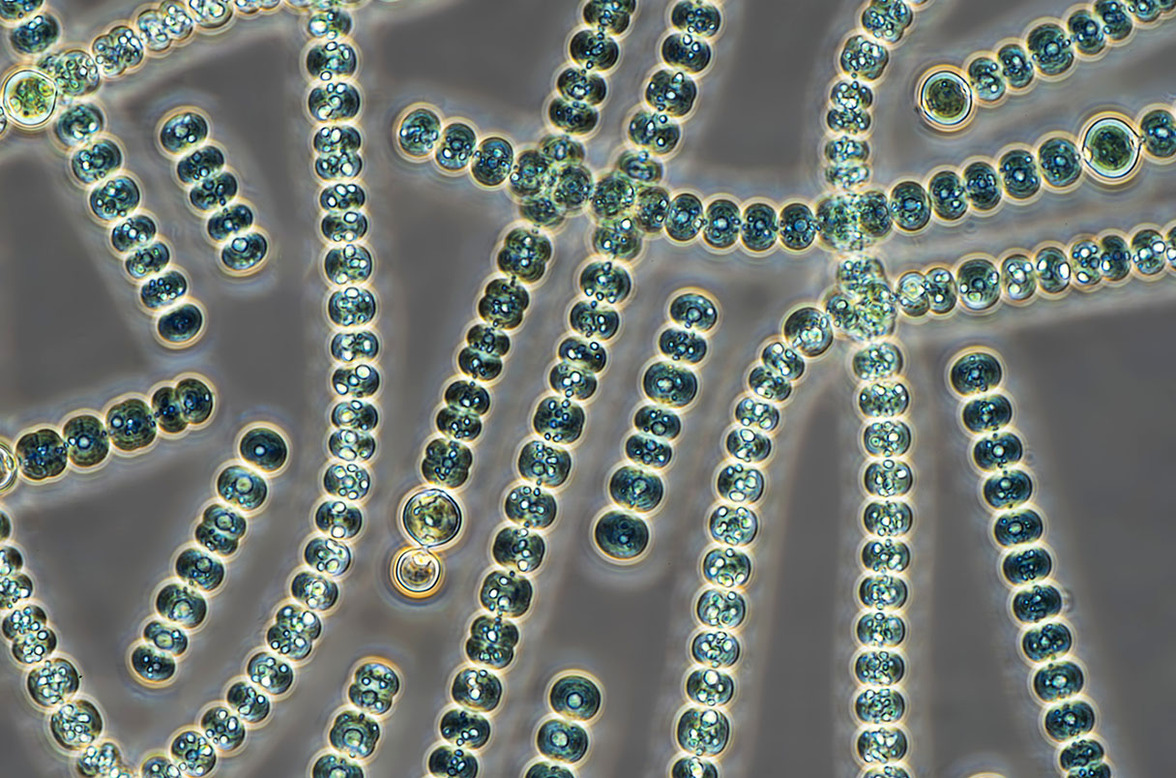 Согласно новым подсчетам, живых клеток больше, чем песчинок или звезд на небе
