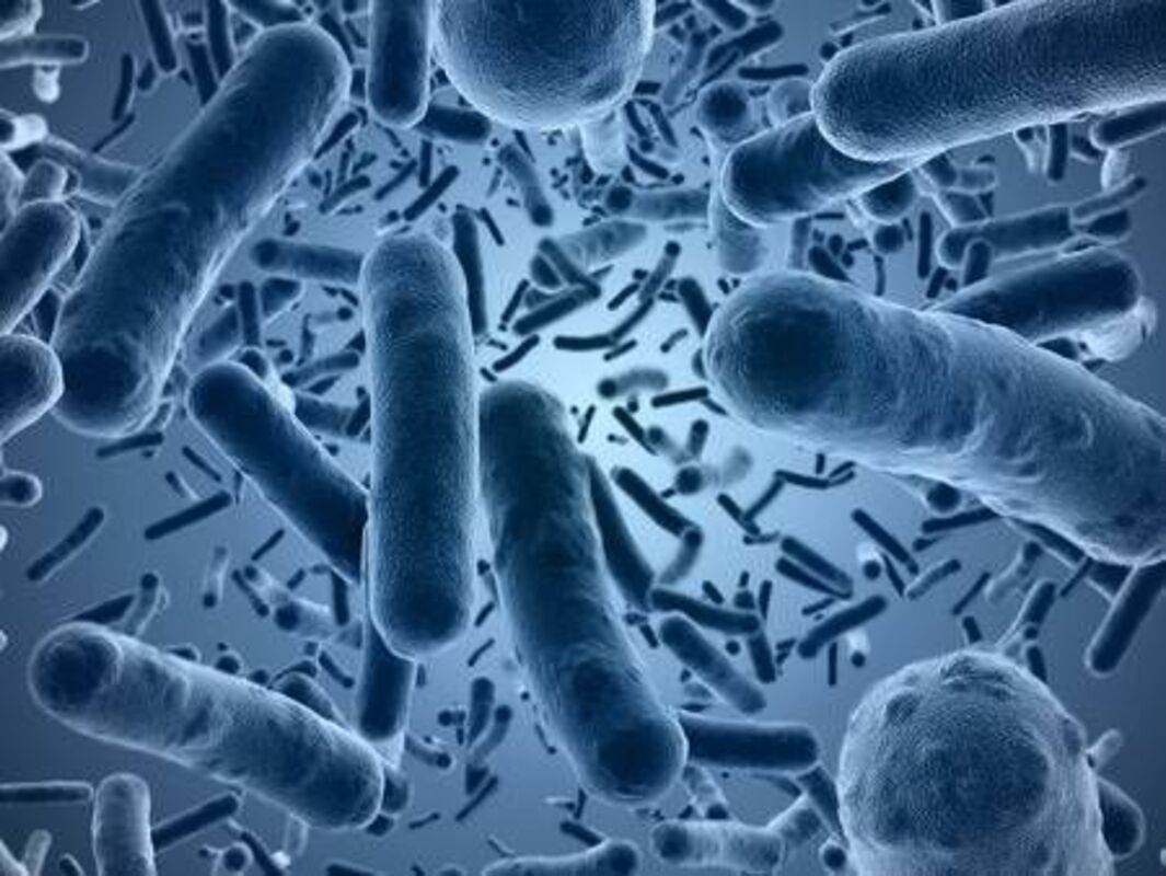 Пробиотики Bifidobacterium lactis M8 и Lactobacillus rhamnosus M9 предотвращают повышение артериального давления путем модуляции состава микробиоты кишечника и продуктов метаболизма хозяина