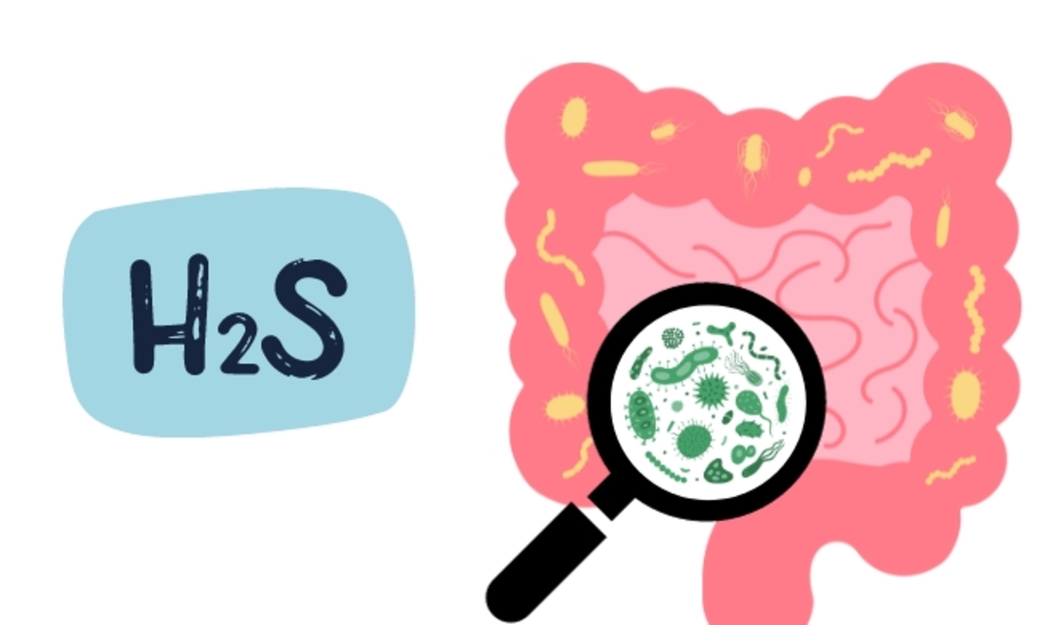 Что так воняет? Роль сероводорода в работе кишечника