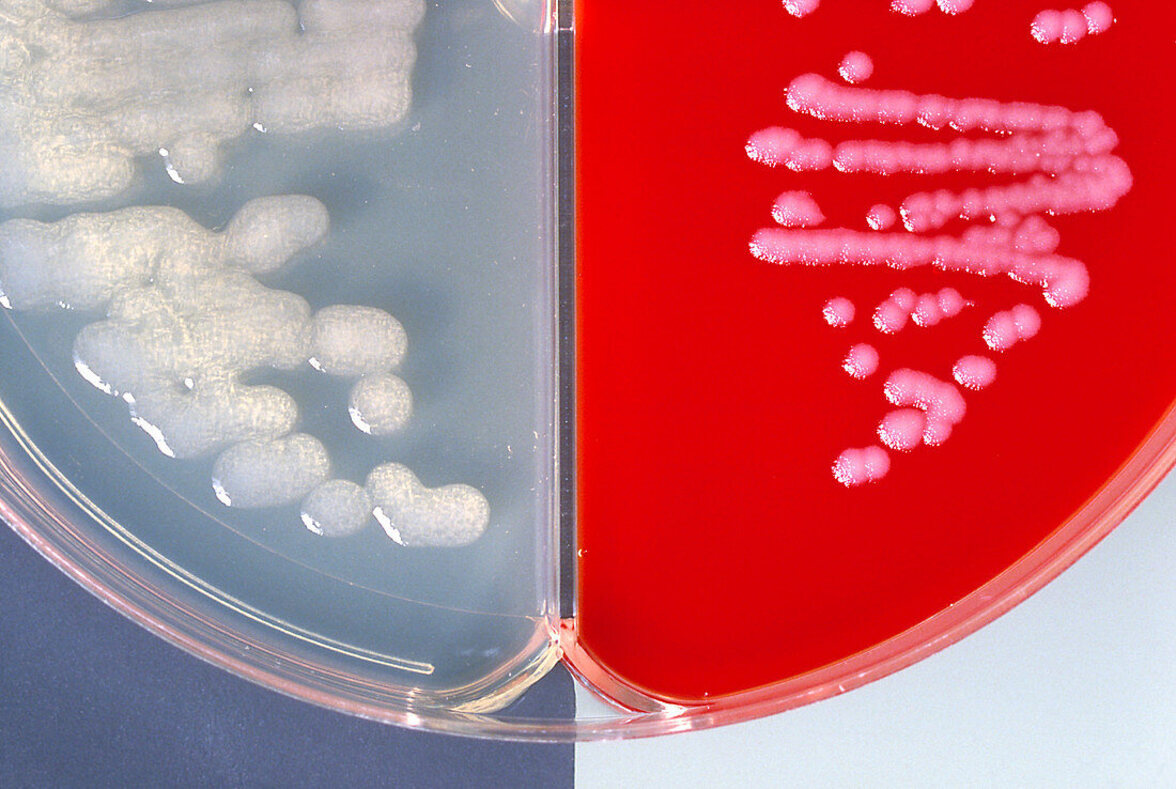 Bacillus spp. - передача, патогенез, взаимодействие хозяин-патоген, профилактика и лечение