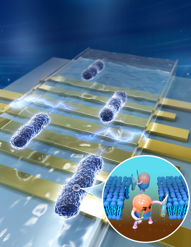 Быстрое и точное определение чувствительности к антимикробным препаратам с помощью микрофлюидной платформы на основе электрического импеданса без меток