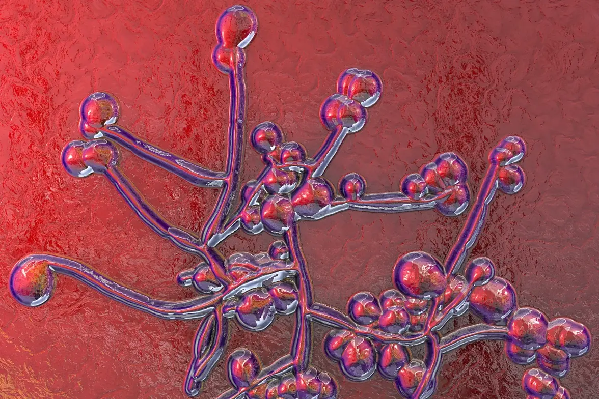 Прорывы и проблемы в разработке противогрибковых вакцин