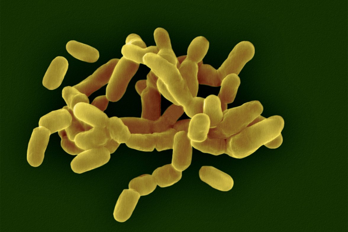 Вагинальный микробиом может влиять на здоровье больше, чем принято считать