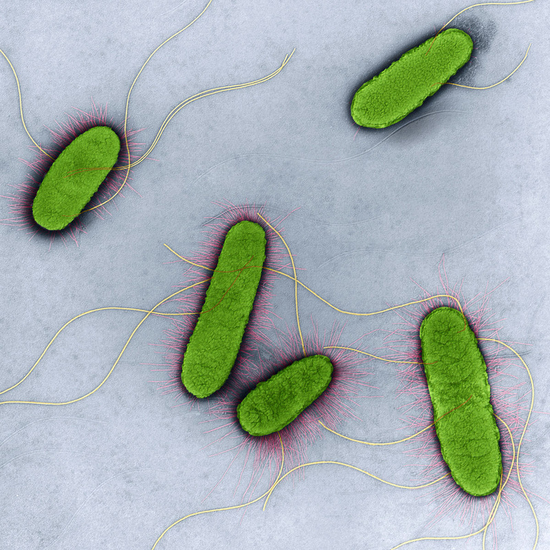 Бактерии, независимо от их размера, одинаково сильны в соревнованиях по плаванию
